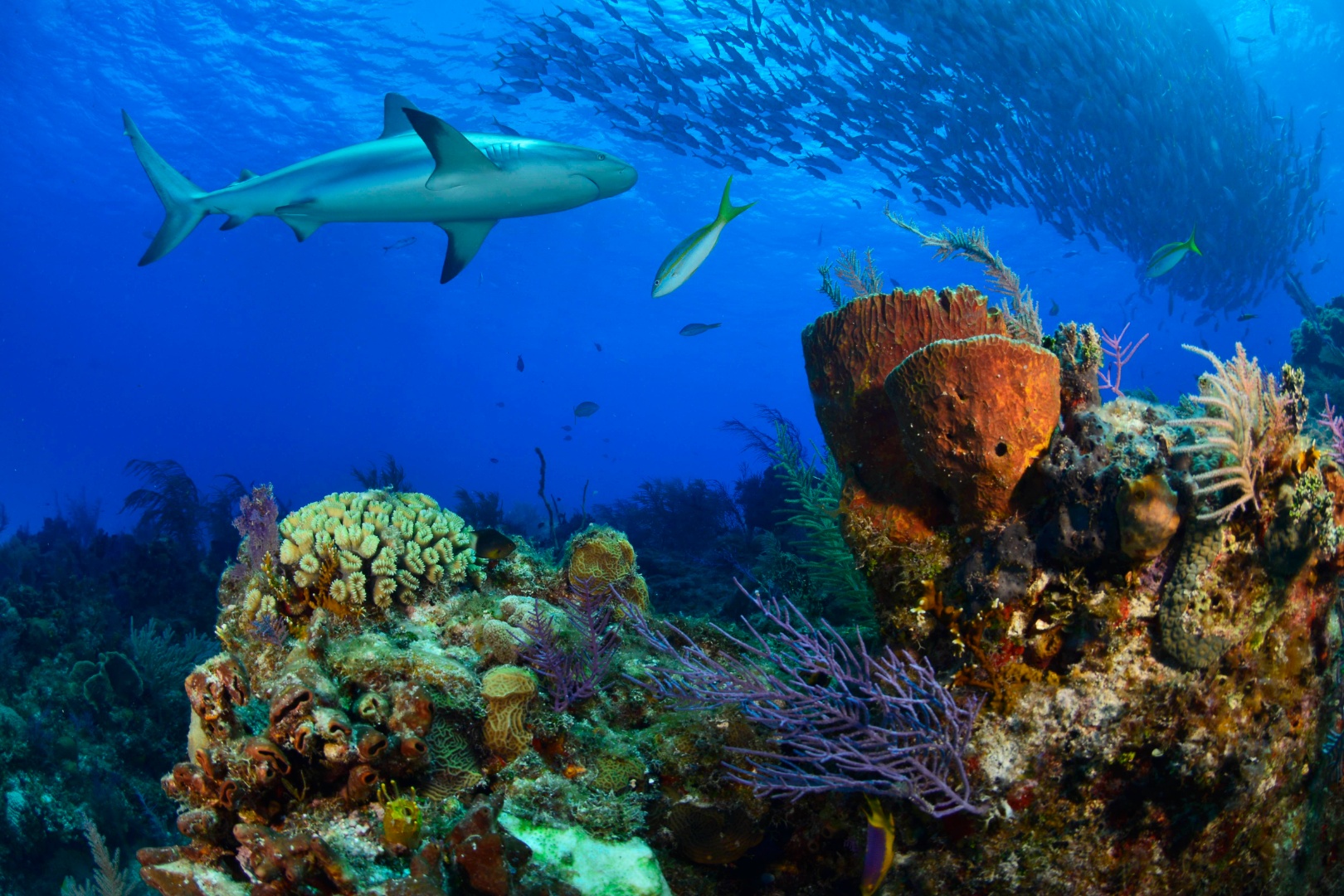 Shark over coral in the Bahamas