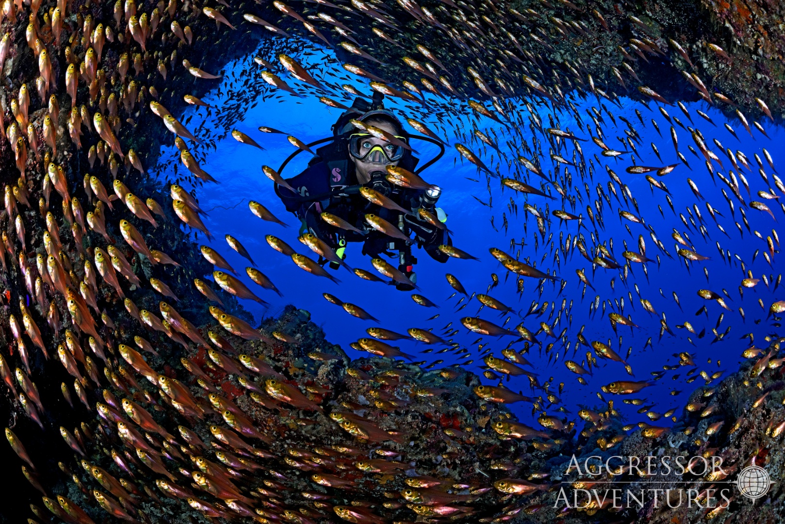 Reef in the southern Red Sea, Egypt